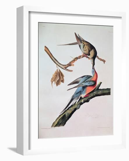 Passenger Pigeon, from 'Birds of America'-John James Audubon-Framed Giclee Print