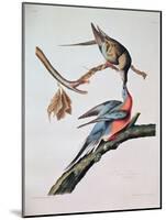 Passenger Pigeon, from 'Birds of America'-John James Audubon-Mounted Giclee Print