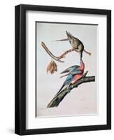 Passenger Pigeon, from 'Birds of America'-John James Audubon-Framed Premium Giclee Print