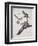 Passenger Pigeon, from 'Birds of America'-John James Audubon-Framed Premium Giclee Print