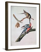 Passenger Pigeon, from 'Birds of America'-John James Audubon-Framed Giclee Print