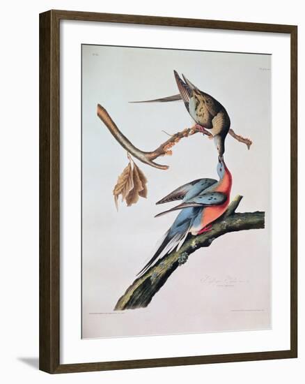 Passenger Pigeon, from 'Birds of America'-John James Audubon-Framed Giclee Print