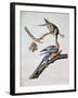 Passenger Pigeon, from 'Birds of America'-John James Audubon-Framed Giclee Print