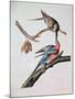 Passenger Pigeon, from 'Birds of America'-John James Audubon-Mounted Giclee Print