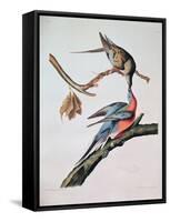 Passenger Pigeon, from 'Birds of America'-John James Audubon-Framed Stretched Canvas