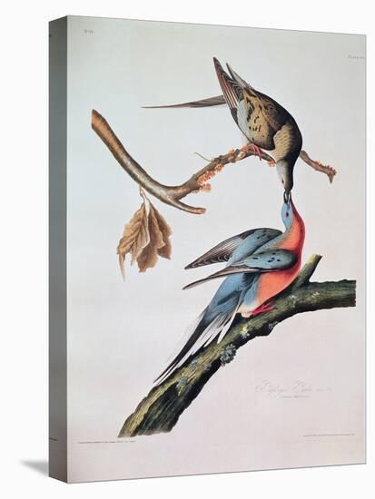 Passenger Pigeon, from 'Birds of America'-John James Audubon-Stretched Canvas