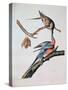 Passenger Pigeon, from 'Birds of America'-John James Audubon-Stretched Canvas