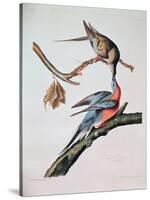 Passenger Pigeon, from 'Birds of America'-John James Audubon-Stretched Canvas