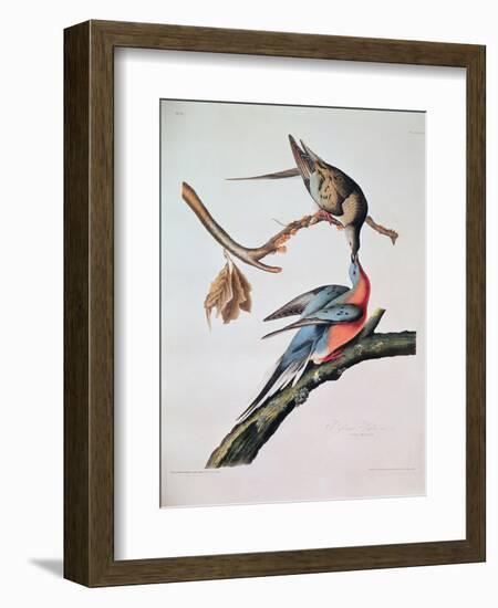 Passenger Pigeon, from 'Birds of America'-John James Audubon-Framed Giclee Print