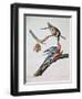 Passenger Pigeon, from 'Birds of America'-John James Audubon-Framed Giclee Print