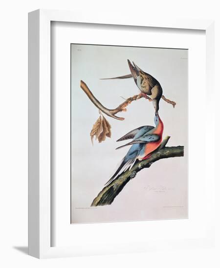 Passenger Pigeon, from 'Birds of America'-John James Audubon-Framed Giclee Print