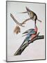 Passenger Pigeon, from 'Birds of America'-John James Audubon-Mounted Giclee Print