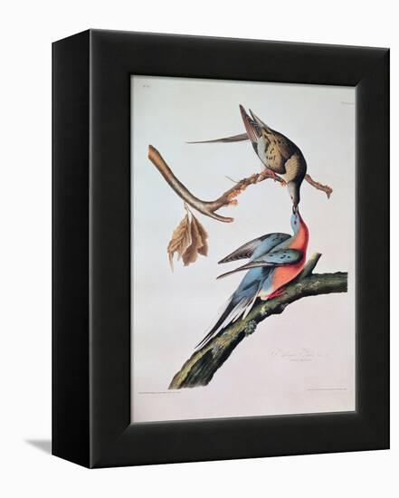 Passenger Pigeon, from 'Birds of America'-John James Audubon-Framed Stretched Canvas