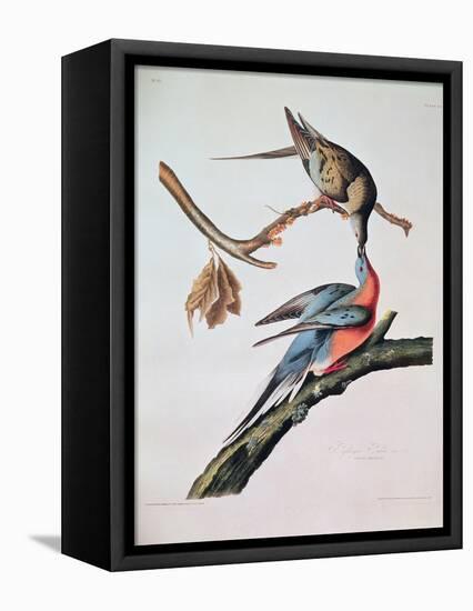Passenger Pigeon, from 'Birds of America'-John James Audubon-Framed Stretched Canvas
