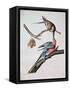 Passenger Pigeon, from 'Birds of America'-John James Audubon-Framed Stretched Canvas