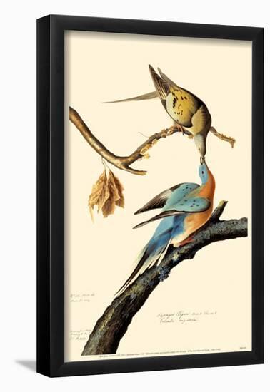 Passenger Pigeon-null-Framed Poster