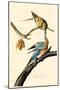 Passenger Pigeon-null-Mounted Poster