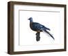 Passenger Pigeon-Spencer Sutton-Framed Art Print