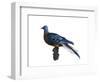 Passenger Pigeon-Spencer Sutton-Framed Art Print