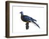 Passenger Pigeon-Spencer Sutton-Framed Art Print