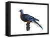 Passenger Pigeon-Spencer Sutton-Framed Stretched Canvas