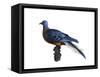 Passenger Pigeon-Spencer Sutton-Framed Stretched Canvas