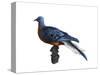 Passenger Pigeon-Spencer Sutton-Stretched Canvas