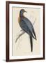 Passenger Pigeon-Reverend Francis O. Morris-Framed Photographic Print