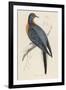 Passenger Pigeon-Reverend Francis O. Morris-Framed Photographic Print