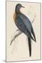 Passenger Pigeon-Reverend Francis O. Morris-Mounted Photographic Print