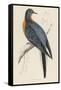 Passenger Pigeon-Reverend Francis O. Morris-Framed Stretched Canvas