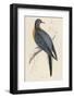 Passenger Pigeon-Reverend Francis O. Morris-Framed Photographic Print