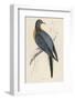 Passenger Pigeon-Reverend Francis O. Morris-Framed Photographic Print