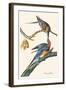 Passenger Pigeon-John James Audubon-Framed Art Print