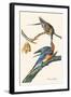 Passenger Pigeon-John James Audubon-Framed Art Print