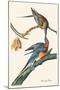 Passenger Pigeon-John James Audubon-Mounted Art Print