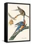 Passenger Pigeon-John James Audubon-Framed Stretched Canvas