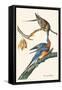 Passenger Pigeon-John James Audubon-Framed Stretched Canvas