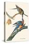Passenger Pigeon-John James Audubon-Stretched Canvas