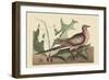 Passenger Pigeon-Mark Catesby-Framed Art Print