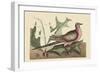 Passenger Pigeon-Mark Catesby-Framed Art Print