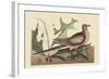 Passenger Pigeon-Mark Catesby-Framed Art Print