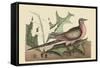 Passenger Pigeon-Mark Catesby-Framed Stretched Canvas