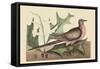 Passenger Pigeon-Mark Catesby-Framed Stretched Canvas