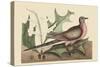 Passenger Pigeon-Mark Catesby-Stretched Canvas