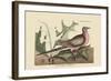 Passenger Pigeon-Mark Catesby-Framed Art Print