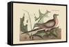 Passenger Pigeon-Mark Catesby-Framed Stretched Canvas