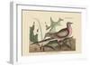 Passenger Pigeon-Mark Catesby-Framed Art Print