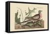 Passenger Pigeon-Mark Catesby-Framed Stretched Canvas