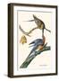 Passenger Pigeon-John James Audubon-Framed Art Print